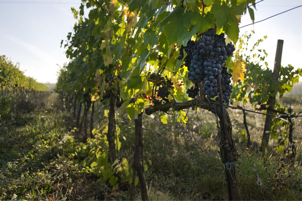 vigna azienda sorelli winery