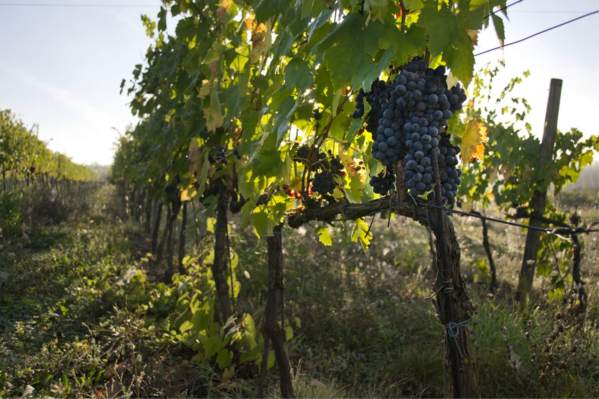 vigna azienda sorelli