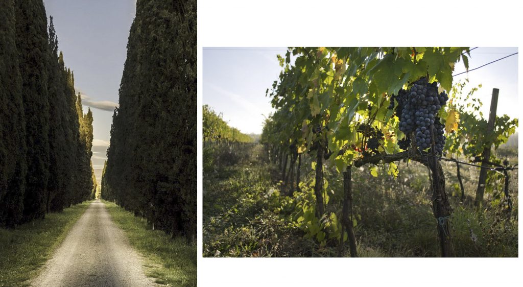 azienda sorelli winery 2